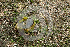 Seamless dirt road texture background