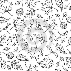 Seamless Endless Pattern of Autumn Leaves. Maple Rowan, Oak, Hawthorn, Birch. Red, Orange and Yellow. Realistic Hand Drawn High Qu photo