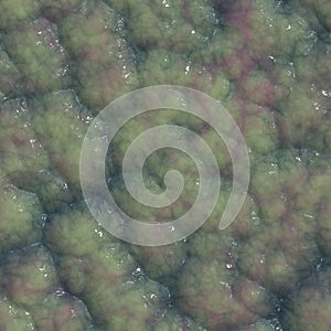 Seamless flesh texture