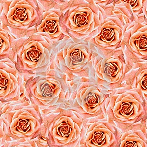 Seamless floral background. Flowers roses. Close up.