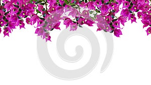 Seamless floral frame, mockup. Beautiful flowering bougainvillia tree twigs with bright pink flowers isolated on white background