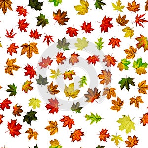Seamless floral pattern. Autumn yellow red, orange leaf isolated on white. Colorful maple foliage. Season leaves fall background