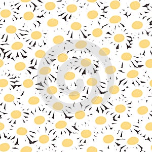 Seamless floral pattern with chamomiles
