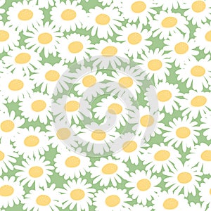 Seamless floral pattern with chamomiles