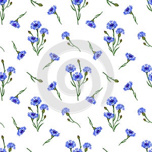 Seamless floral pattern with cornflowers isolated on a white background.