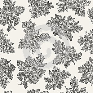 Seamless floral pattern. Hawthorn. Black and white