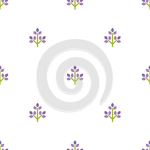 Seamless floral pattern with lavender flowers. Floral texture on white background.