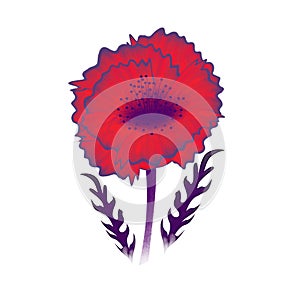 Isoleted flower of the poppie on the white background .