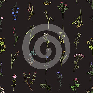 Seamless floral pattern. Wild flowers, herbs background with endless botanical print. Herbal plants texture design for