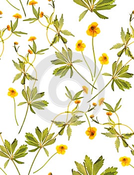 Seamless floral pattern with yellow flowers