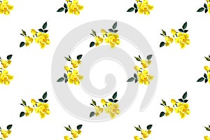Seamless floral pattern yellow roses and rose buds on white background for fabric design, vector