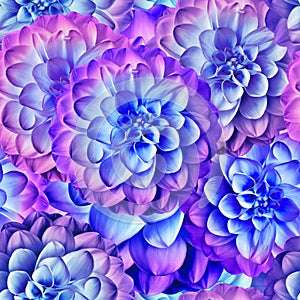 Seamless floral spring background. Dahlias flowers and petals. Close-up. Nature