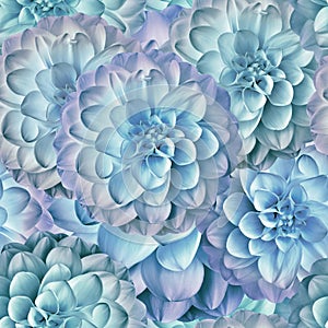 Seamless floral spring background. Dahlias flowers and petals. Close-up. Nature