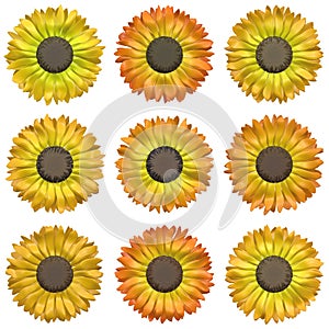 Seamless flower pattern - set of several inflorescence photo