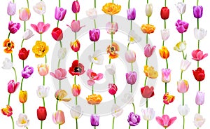 Seamless flower pattern on white background. Colorful Tulip vertical lines useful for wallpaper