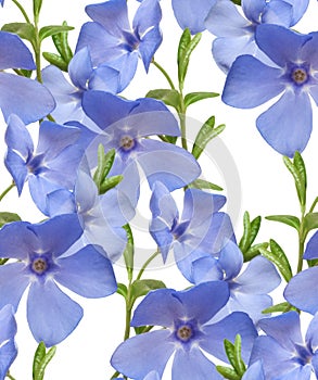 Seamless flral pattern border. Wild periwinkle flowers isolated