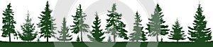 Seamless forest fir trees silhouette. Parkland, park, garden.