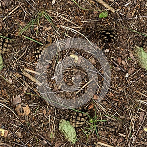 Seamless forest ground with cones. background, texture