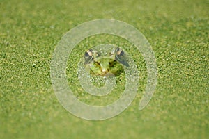 Seamless frog in green pond