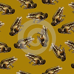 Seamless frog pattern