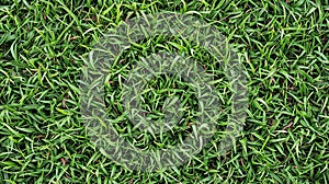 Seamless green grass pattern texture