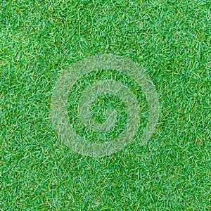 Seamless green grass texture from golf course