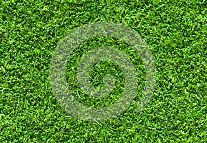 Seamless green  grass texture pattern