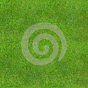 Seamless Green Lush Grass Texture