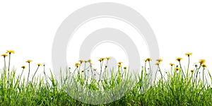 Seamless green meadow border with dandelions, isolated on white background. 3D render.