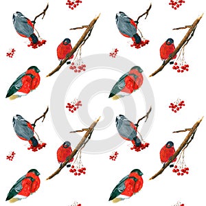 Seamless hand drawn background with Bullfinch birds.