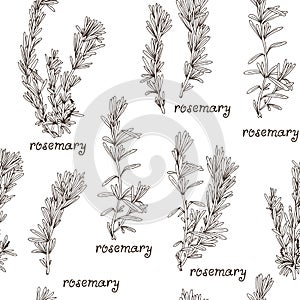 Seamless herb pattern with hand drawn rosemary