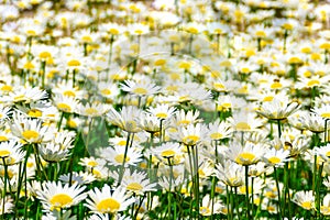 Seamless horizontal background with meadow of cornflowers blooming in a large flower bed, some of flowers are close-up