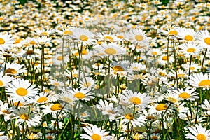 Seamless horizontal background with a meadow covered with flowering daisies