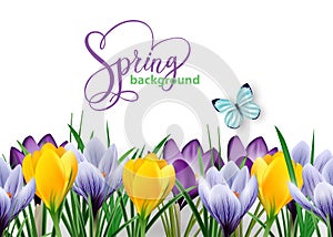 Seamless horizontal border with spring flowers crocuses and butterfly.Vector