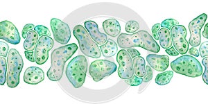 Seamless horizontal border of unicellular green blue algae chlorella spirulina with large cells single-cells with lipid