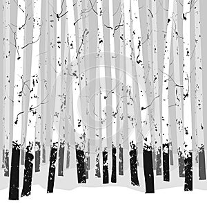 Seamless horizontal vector background with trees photo