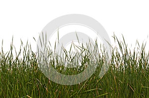 Seamless Isolated Grass