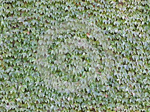 Seamless Ivy Wall Background Tile