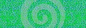 Seamless leopard pattern