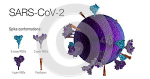 Seamless loop of 3D model of an authentic SARS-CoV-2 virus particle rotating 360 degrees, reveals positions, conformations and ori