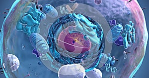 Seamless loop of the components of an eukaryotic cell, nucleus and organelles and plasma membrane