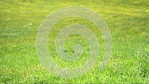 Seamless loop, Grass field waves moved by the wind, HD video