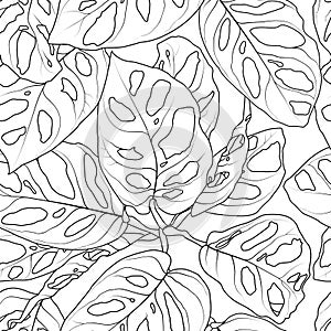 Seamless monstera leaf pattern background. Black and white with drawing line art illustration.