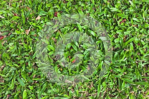 Seamless natural green grass texture from garden