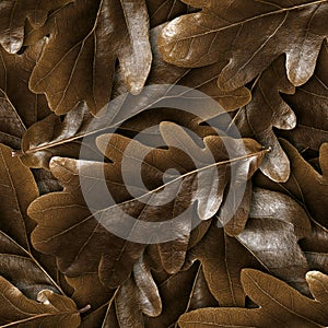 Seamless oak fall leafs background.