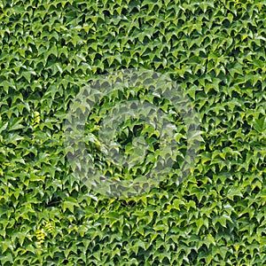 Seamless Overgrown Ivy Wall