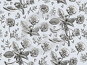 Seamless pattern Apple tree isolated flowers Vintage background Drawing engraving Vector illustration