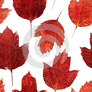 Seamless pattern of autumn leaves isolated on white