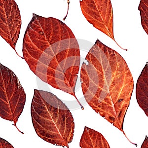 Seamless pattern of autumn leaves isolated on white