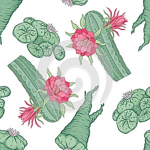 Seamless pattern and background with echinopsis. Stock vector il